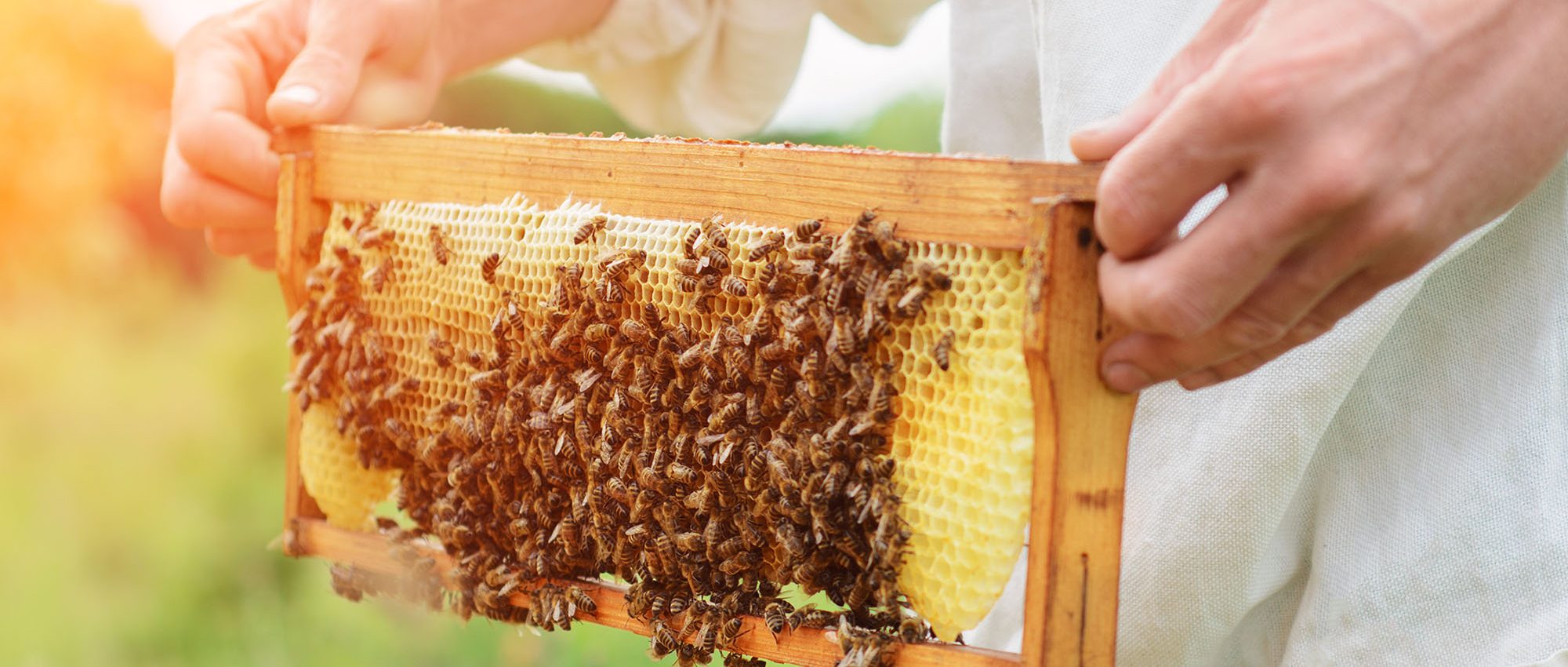 beekeeper holds a honey cell with bees in his hands